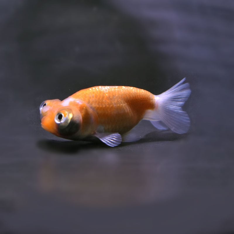 金魚王子】花房頂天眼 7±1cm前後 (個体番号：cde794) 金魚 きんぎょ