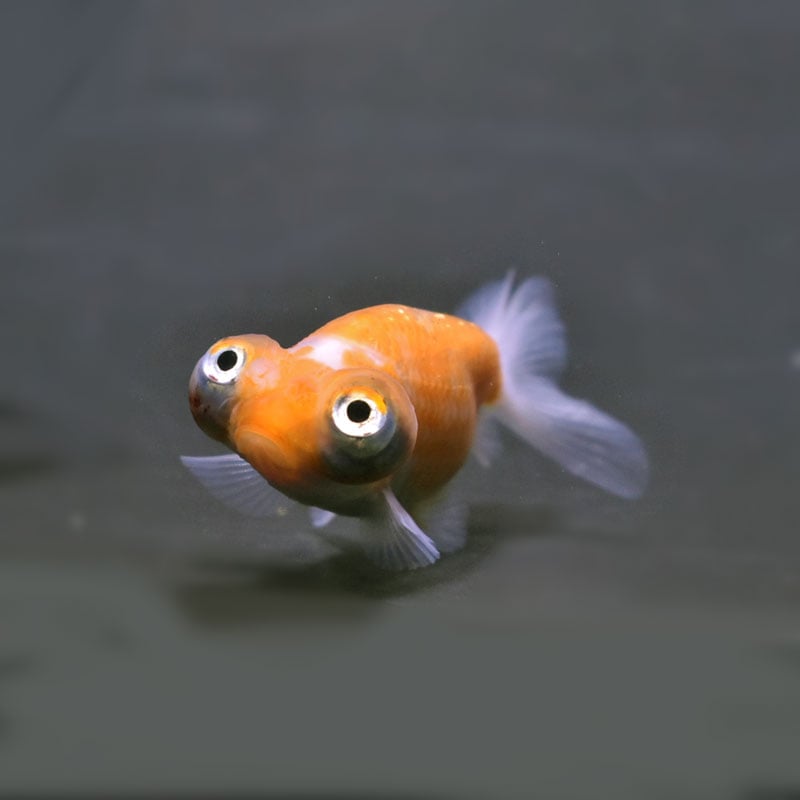 金魚王子】花房頂天眼 7±1cm前後 (個体番号：cde794) 金魚 きんぎょ