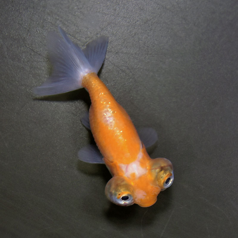 金魚王子】花房頂天眼 7±1cm前後 (個体番号：cde794) 金魚 きんぎょ
