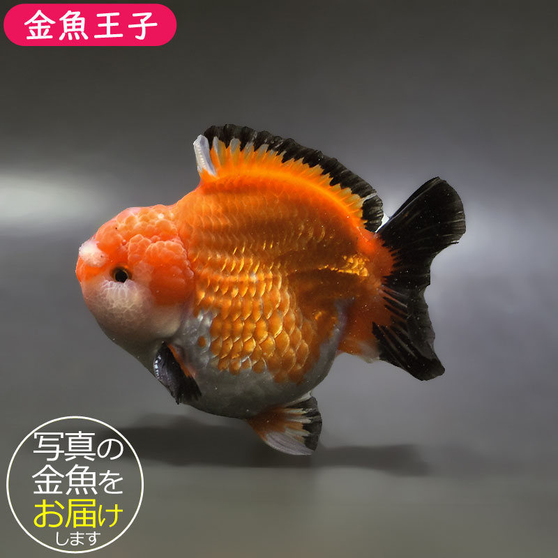 金魚王子】トリカラーオランダ 11cm前後 (個体番号：xsw572) 金魚