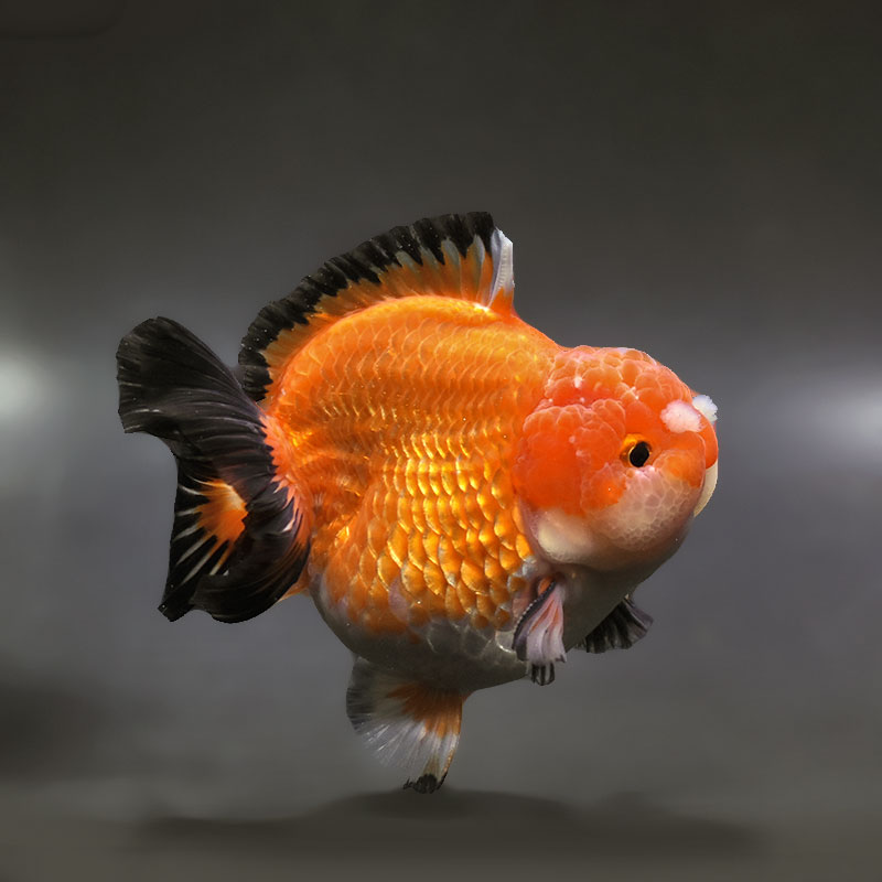 金魚王子】トリカラーオランダ 11cm前後 (個体番号：xsw572) 金魚