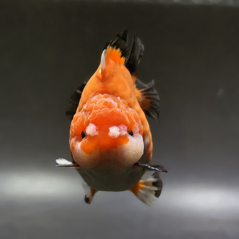 金魚王子】トリカラーオランダ 11cm前後 (個体番号：xsw572) 金魚