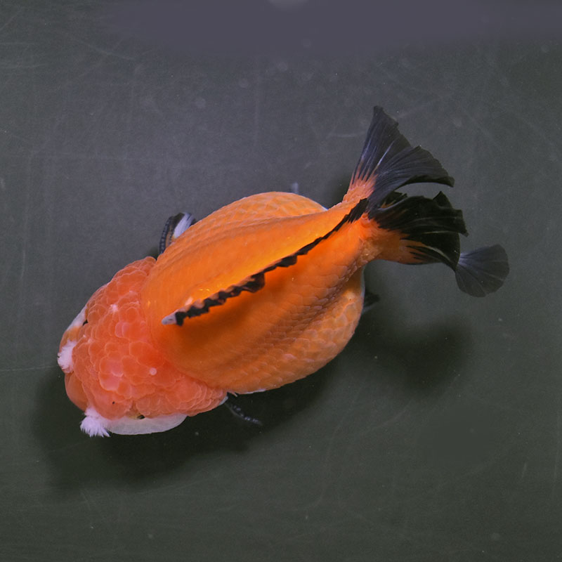 金魚王子】トリカラーオランダ 11cm前後 (個体番号：xsw572) 金魚