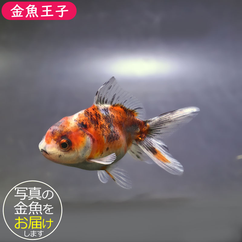 金魚王子】東錦 9±1cm前後 (個体番号：xsw907) 金魚 きんぎょ 生体