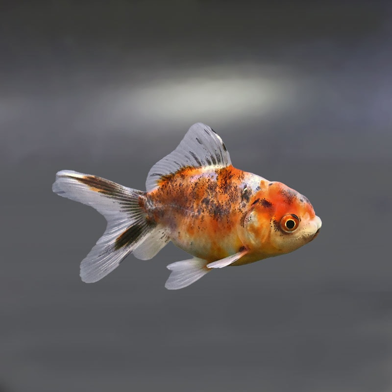 金魚王子】東錦 9±1cm前後 (個体番号：xsw907) 金魚 きんぎょ 生体