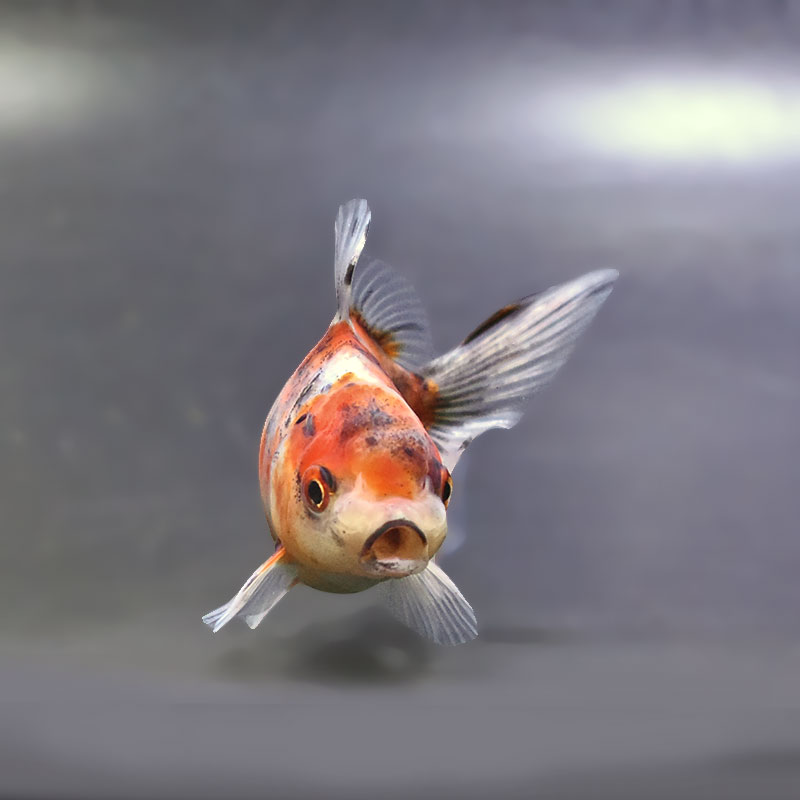 金魚王子】東錦 9±1cm前後 (個体番号：xsw907) 金魚 きんぎょ 生体
