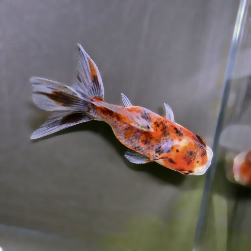 金魚王子】東錦 9±1cm前後 (個体番号：xsw907) 金魚 きんぎょ 生体