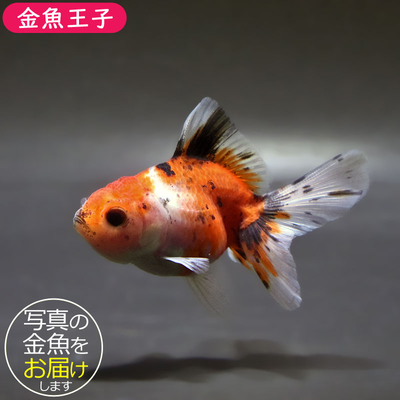 金魚王子】ハーフムーンオランダ 8±1cm前後 (個体番号：zaq713) 金魚