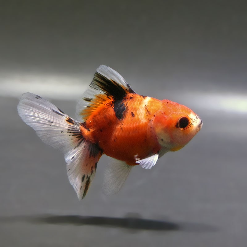 金魚王子】ハーフムーンオランダ 8±1cm前後 (個体番号：zaq713) 金魚