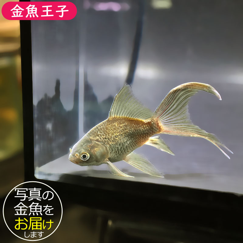 金魚王子】キラキラ 10cm前後 (個体番号：zaq900) 金魚 きんぎょ 生体