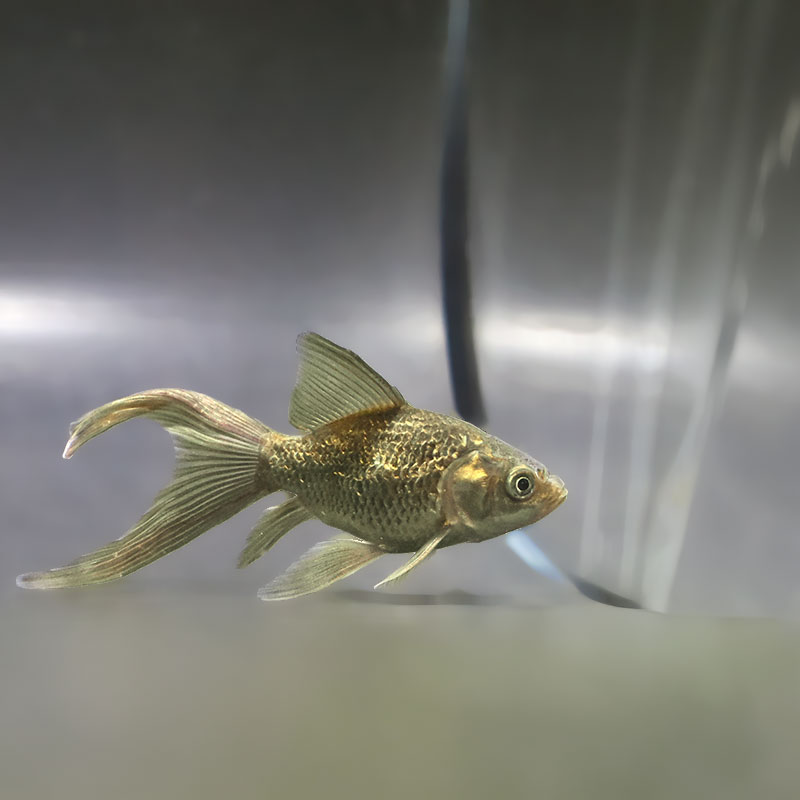 金魚王子】キラキラ 10cm前後 (個体番号：zaq900) 金魚 きんぎょ 生体