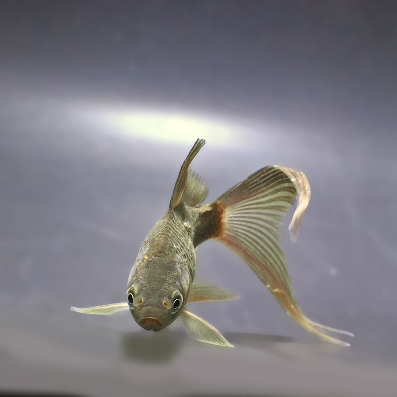 金魚王子】キラキラ 10cm前後 (個体番号：zaq900) 金魚 きんぎょ 生体