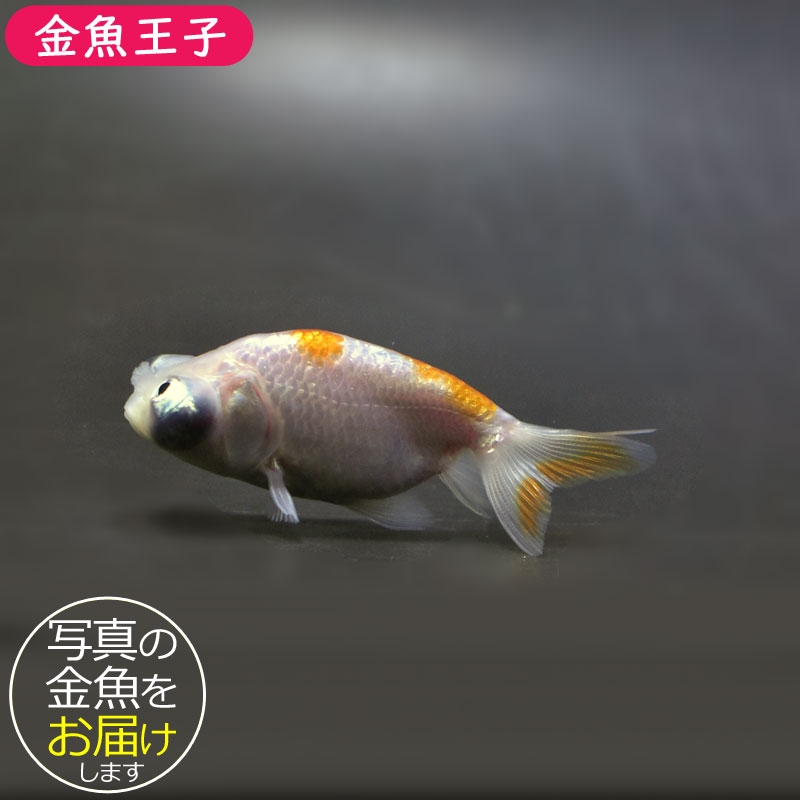 金魚王子】花房頂天眼 6～7cm前後 (個体番号：cde662) 金魚 きんぎょ