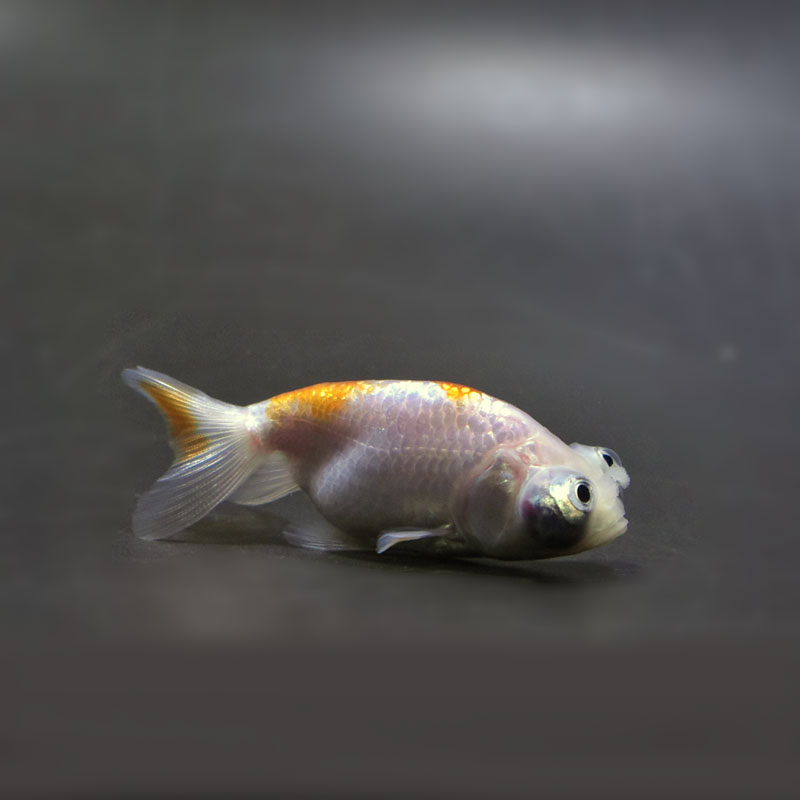 金魚王子】花房頂天眼 6～7cm前後 (個体番号：cde662) 金魚 きんぎょ