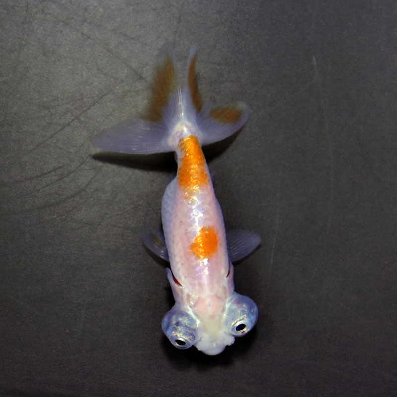 金魚王子】花房頂天眼 6～7cm前後 (個体番号：cde662) 金魚 きんぎょ