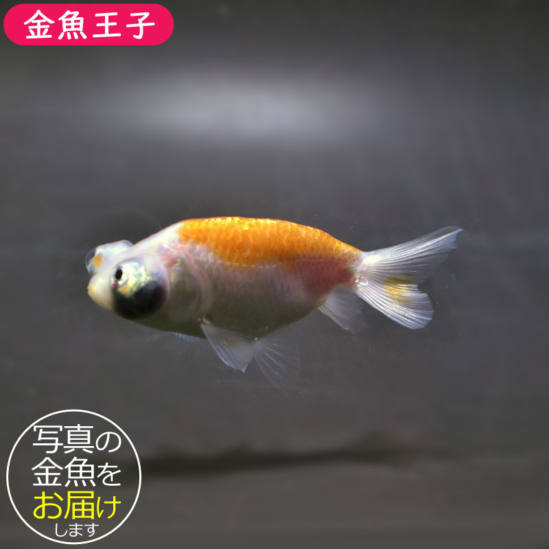 金魚一位　 金魚王子】花房頂天眼 7±1cm前後 (個体番号：cde795) 金魚 きんぎょ