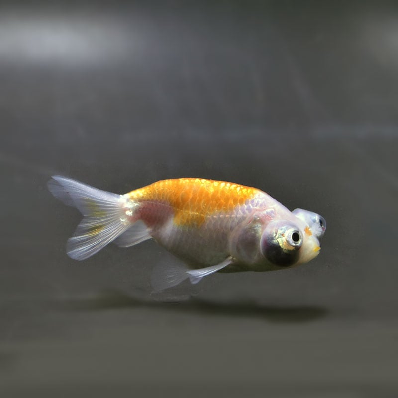 金*魚様 パルプンテ 金魚王子】花房頂天眼 7±1cm前後 (個体番号：cde795) 金魚 きんぎょ