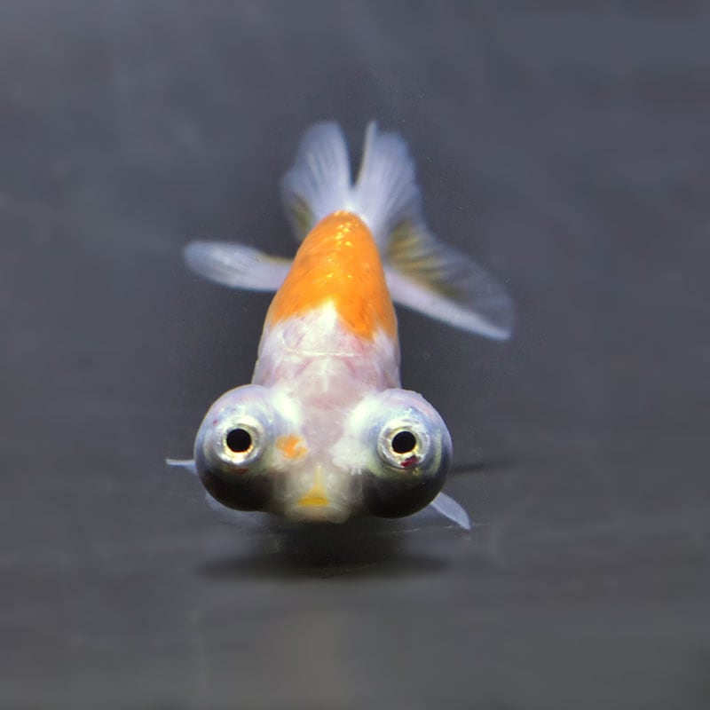 金魚王子】花房頂天眼 7±1cm前後 (個体番号：cde795) 金魚 きんぎょ