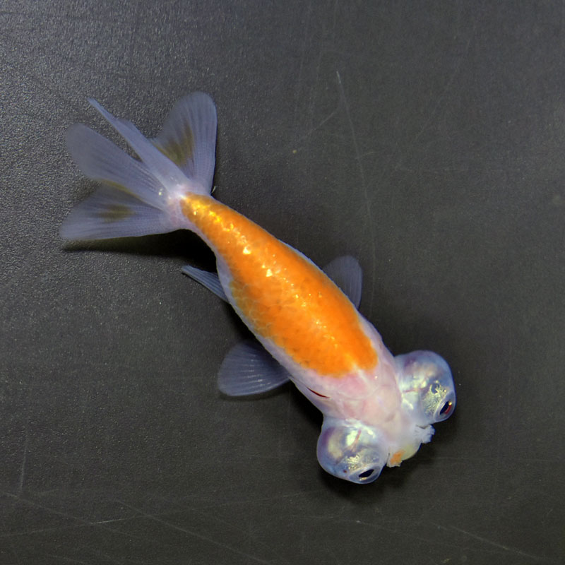 金魚王子】花房頂天眼 7±1cm前後 (個体番号：cde795) 金魚 きんぎょ