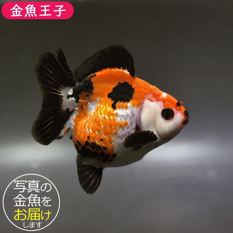 金魚王子】トリカラーオランダ 10.5cm前後 (個体番号：xsw573) 金魚