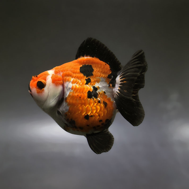 大型金魚。 金魚王子】トリカラーオランダ 10.5cm前後 (個体番号：xsw573) 金魚