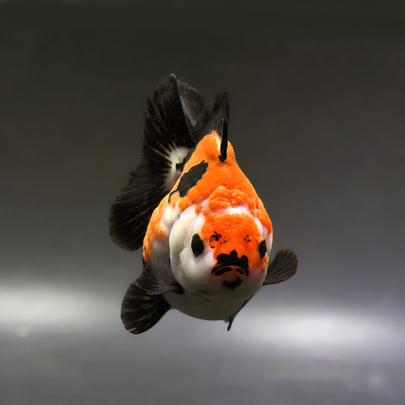 金魚王子】トリカラーオランダ 10.5cm前後 (個体番号：xsw573) 金魚