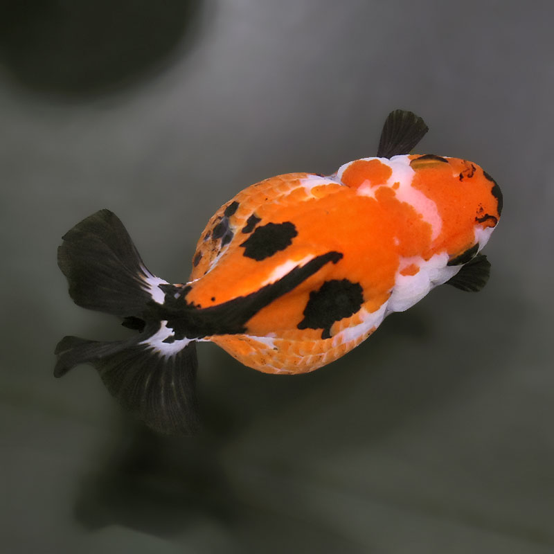 金魚 金魚王子】トリカラーオランダ 10.5cm前後 (個体番号：xsw573) 金魚