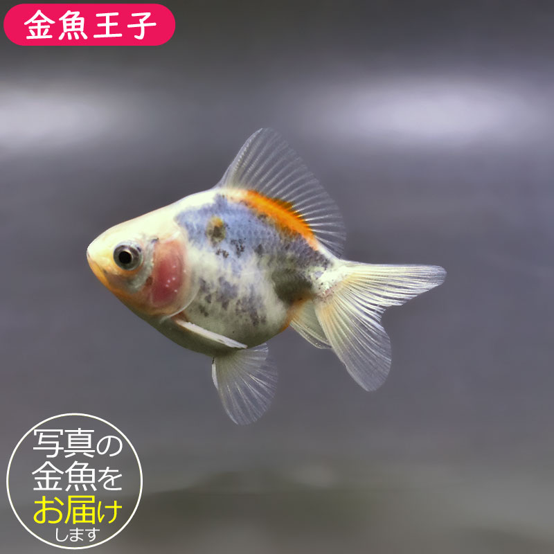 金魚王子】三色ショートテール琉金 8±1cm前後 (個体番号：xsw755) 金魚