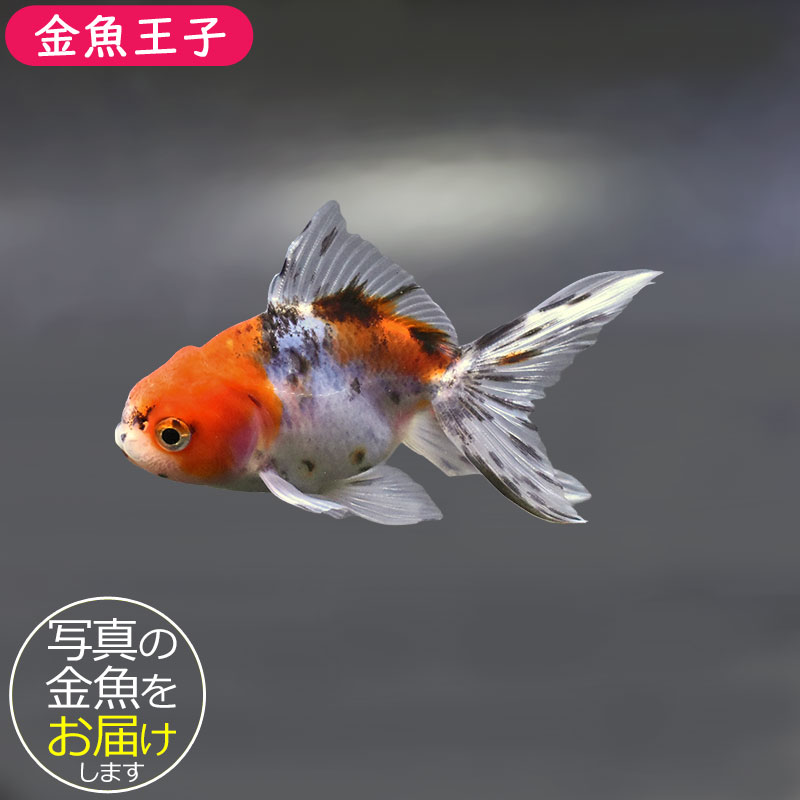 金魚王子】東錦 9±1cm前後 (個体番号：xsw908) 金魚 きんぎょ 生体