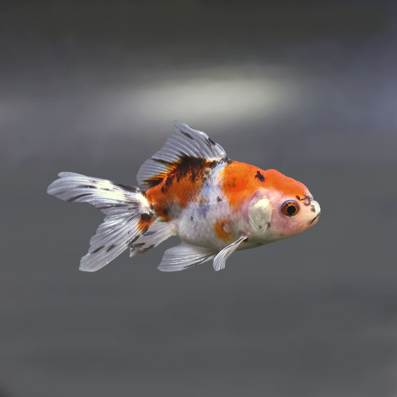 金魚王子】東錦 9±1cm前後 (個体番号：xsw908) 金魚 きんぎょ 生体