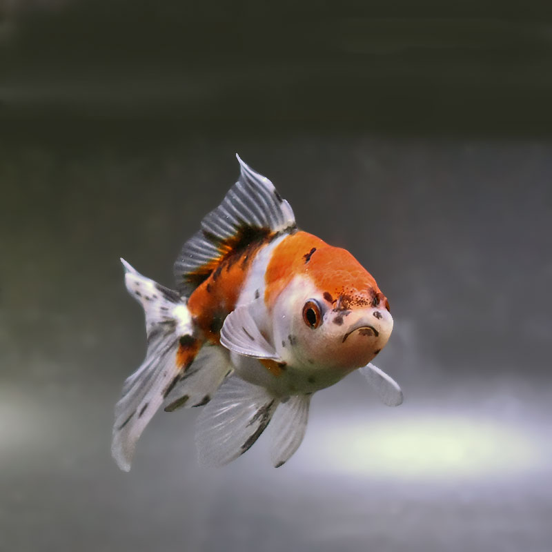 金魚王子】東錦 9±1cm前後 (個体番号：xsw908) 金魚 きんぎょ 生体
