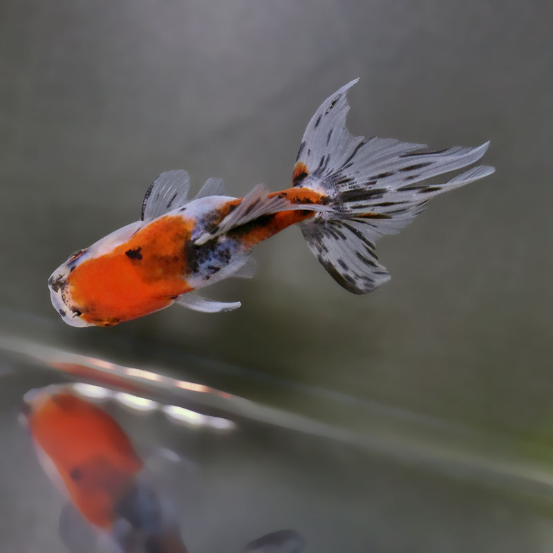金魚王子】東錦 9±1cm前後 (個体番号：xsw908) 金魚 きんぎょ 生体