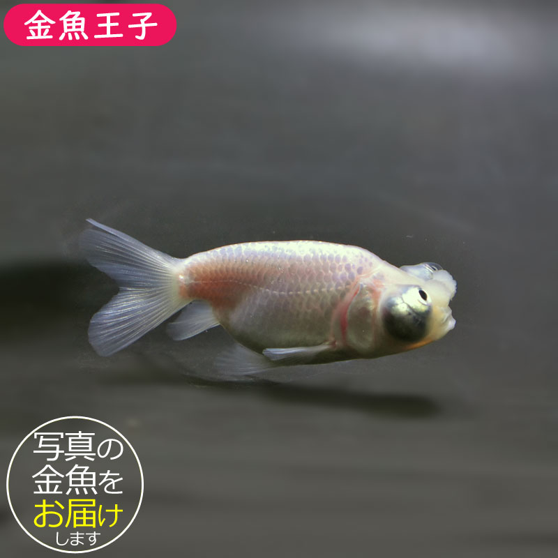 金魚　頂天眼 弥富産 頂天眼 7-8cm 久しぶりにスタンダードの頂天眼が入荷してます