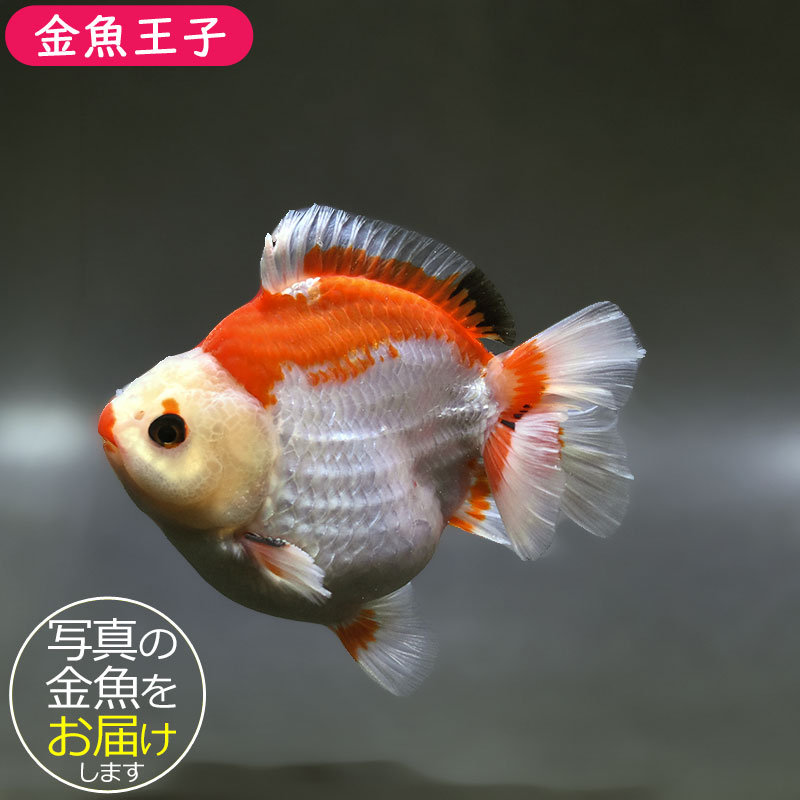 金魚王子】トリカラーオランダ 12cm前後 (個体番号：xsw574) 金魚
