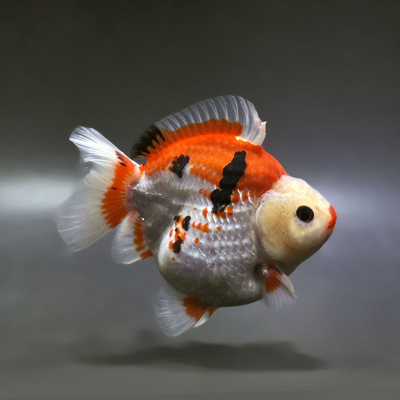 金魚王子】トリカラーオランダ 12cm前後 (個体番号：xsw574) 金魚