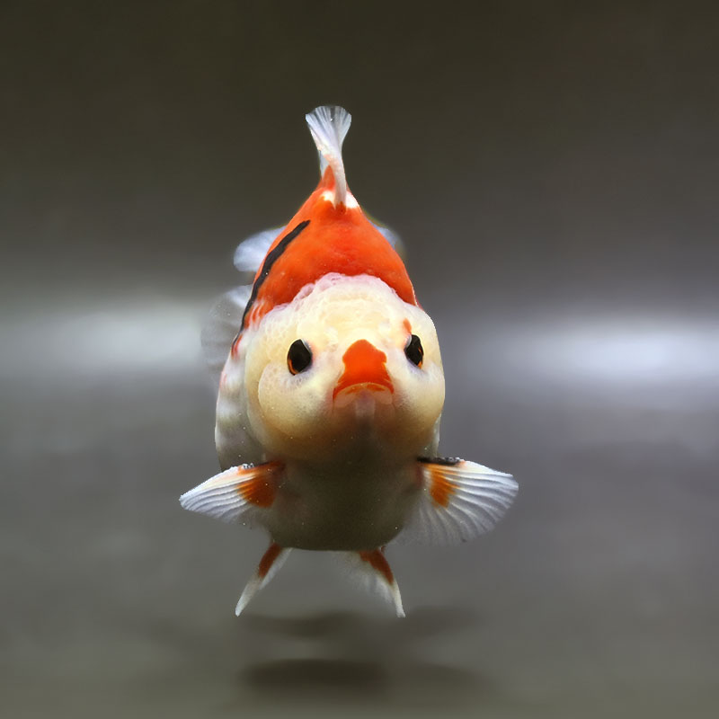 金魚王子】トリカラーオランダ 12cm前後 (個体番号：xsw574) 金魚