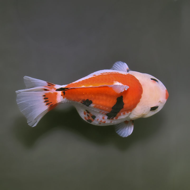 金魚王子】トリカラーオランダ 12cm前後 (個体番号：xsw574) 金魚