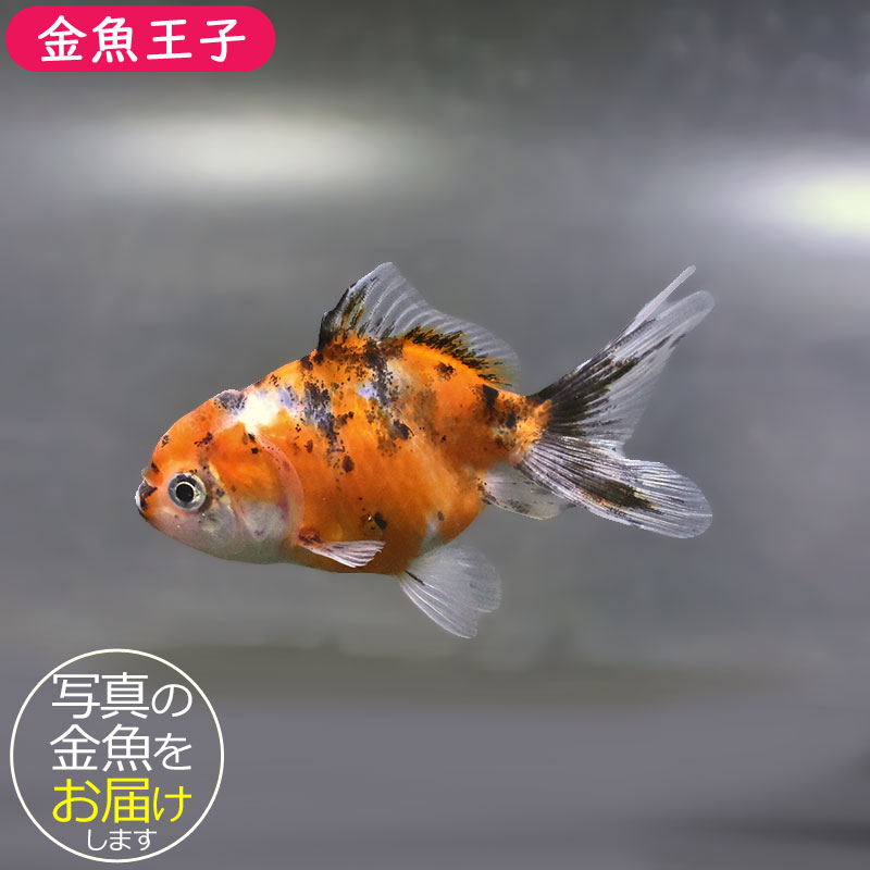 金魚王子】東錦 9±1cm前後 (個体番号：xsw909) 金魚 きんぎょ 生体