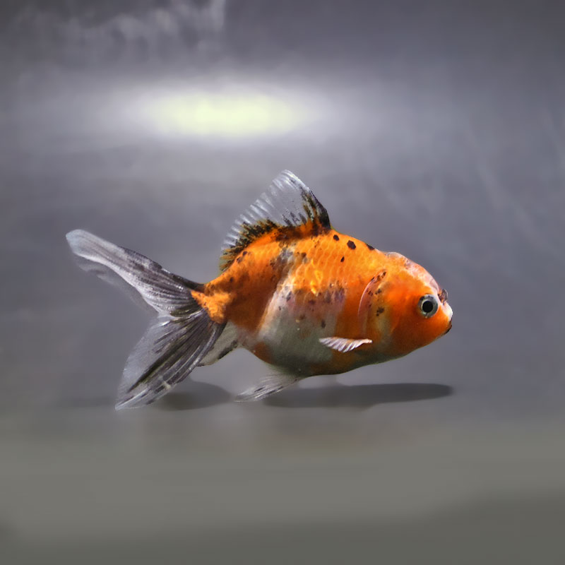 金魚王子】東錦 9±1cm前後 (個体番号：xsw909) 金魚 きんぎょ 生体
