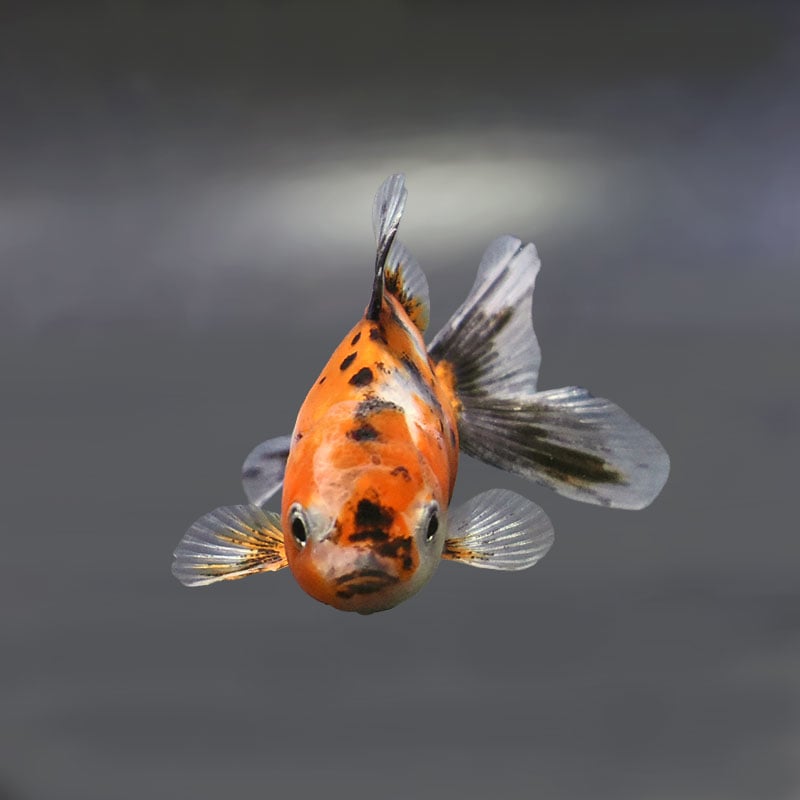 金魚王子】東錦 9±1cm前後 (個体番号：xsw909) 金魚 きんぎょ 生体