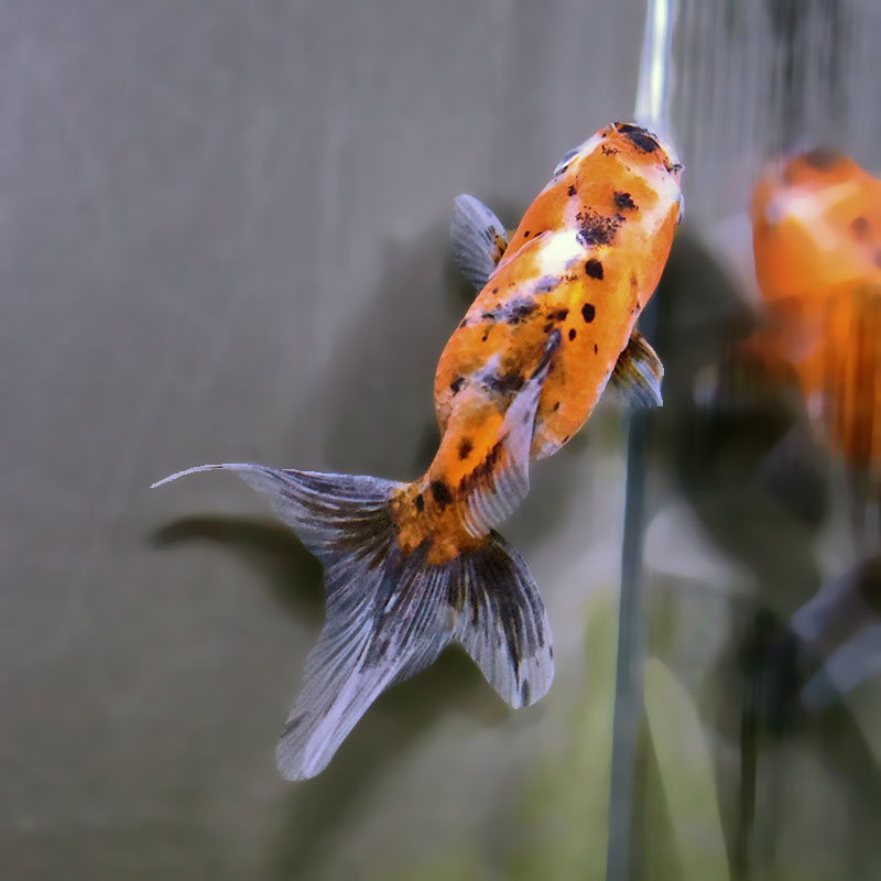 金魚王子】東錦 9±1cm前後 (個体番号：xsw909) 金魚 きんぎょ 生体
