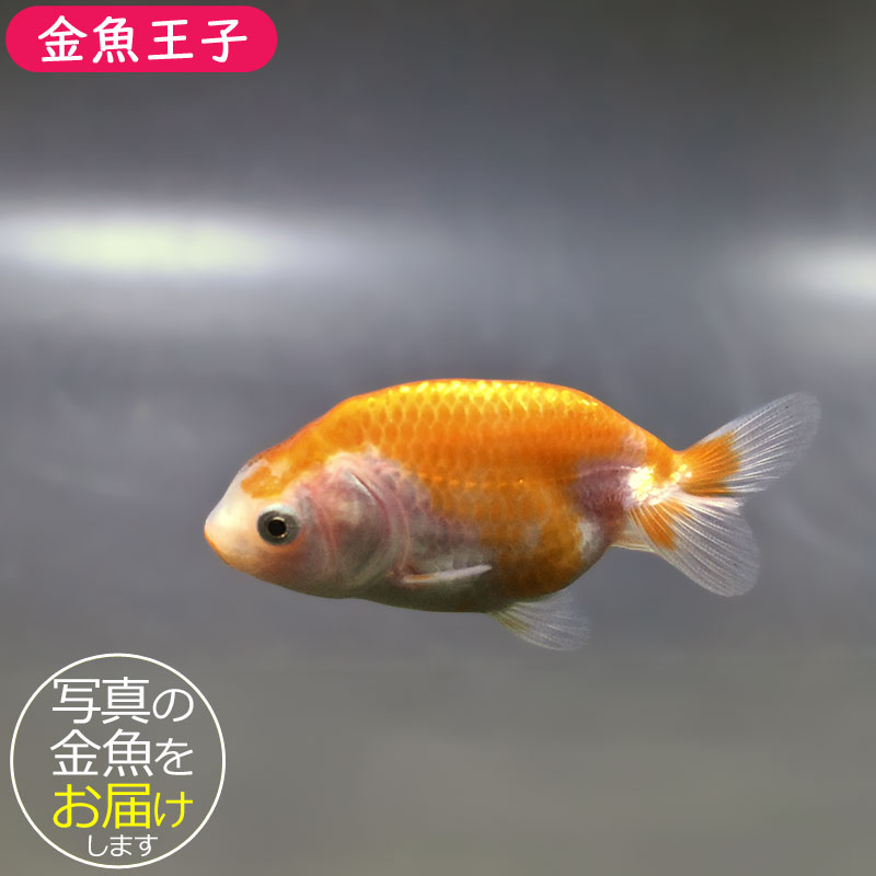 金魚王子】更紗らんちゅう 7.5±1cm前後 (個体番号：zaq368) 金魚