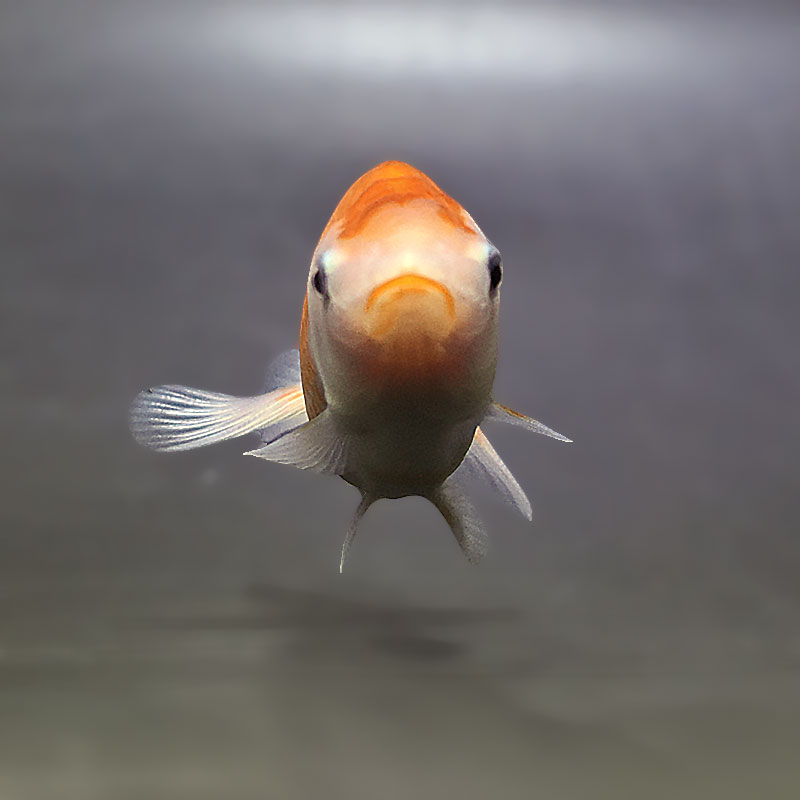 金魚王子】更紗らんちゅう 7.5±1cm前後 (個体番号：zaq368) 金魚