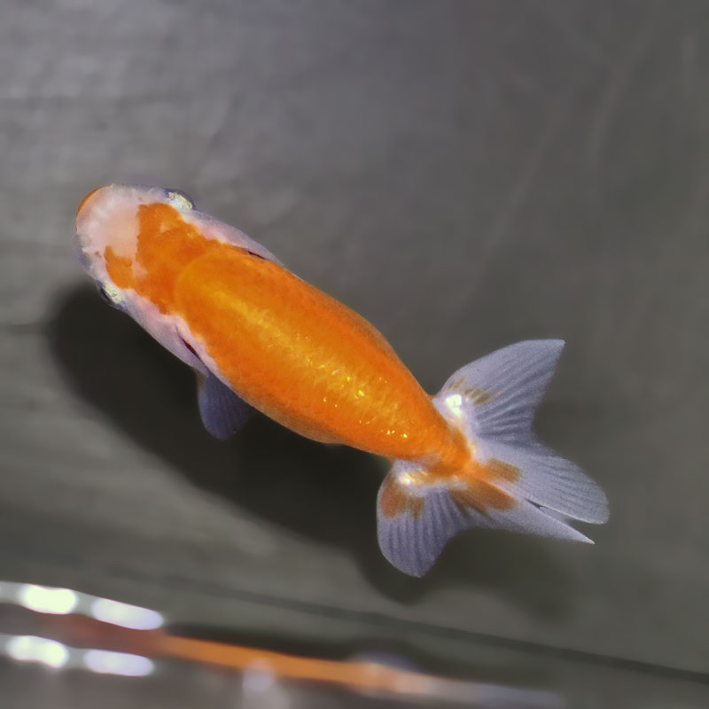 金魚王子】更紗らんちゅう 7.5±1cm前後 (個体番号：zaq368) 金魚