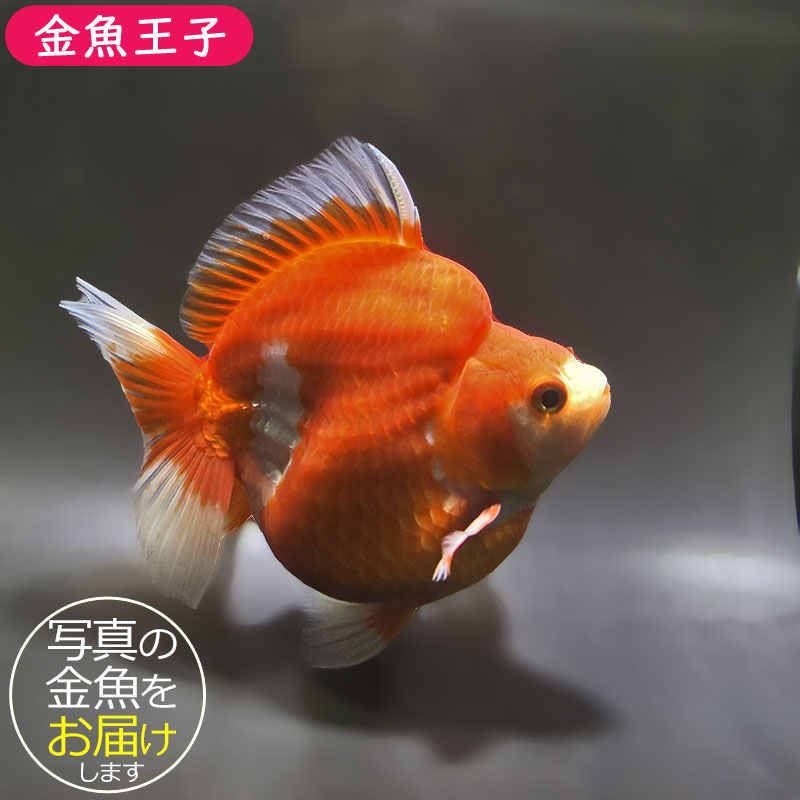 金魚王子】更紗琉金 13cm前後 (個体番号：zaq902) 金魚 きんぎょ 生体