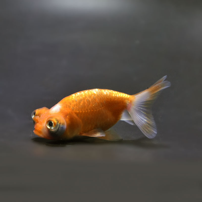 金魚王子】花房頂天眼 6～7cm前後 (個体番号：cde664) 金魚 きんぎょ