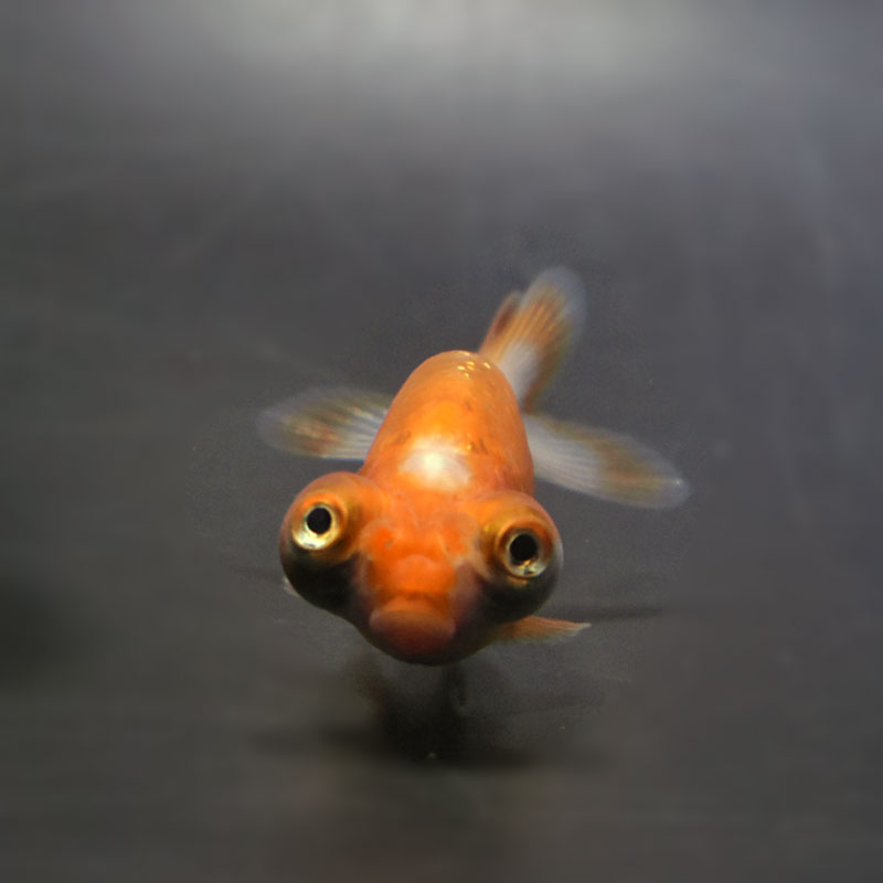 金魚王子】花房頂天眼 6～7cm前後 (個体番号：cde664) 金魚 きんぎょ