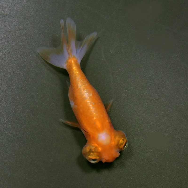金魚 金魚王子】花房頂天眼 6～7cm前後 (個体番号：cde665) 金魚 きんぎょ