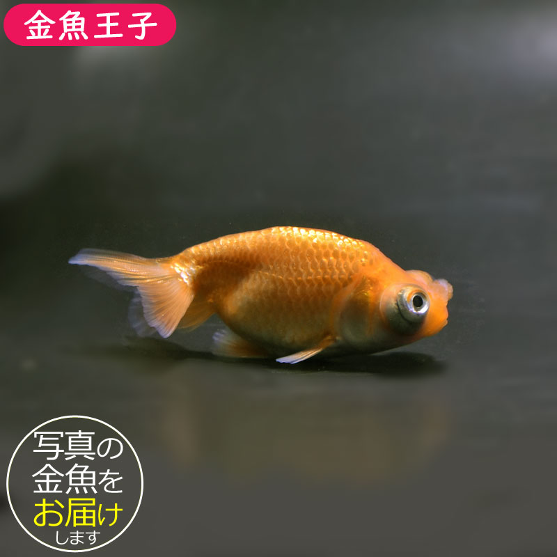 金魚　頂天眼 弥富産 頂天眼 7-8cm 久しぶりにスタンダードの頂天眼が入荷してます