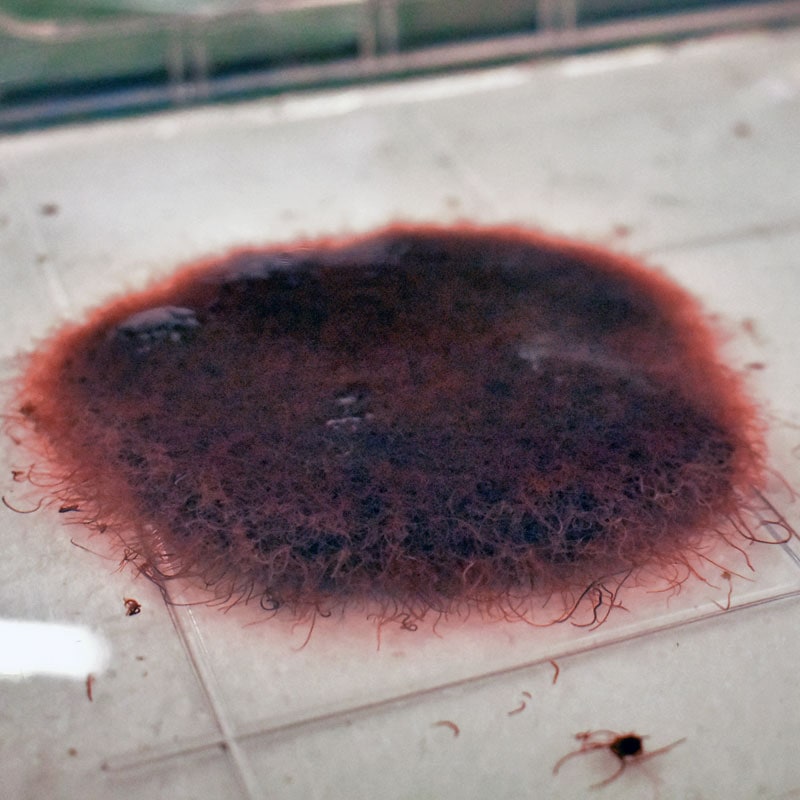 糸目(イトミミズ) 活きえさ イトメ 鮮度良好 金魚 メダカ 熱帯魚 えさ 餌 クール便発送 同梱不可